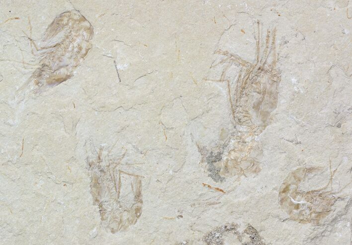 Cluster () Cretaceous Fossil Shrimp - Lebanon #52787